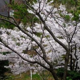 花の道海岸ドライブ