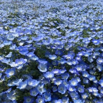 青い花々が紡ぐ｡｡ 小さな恋の物語