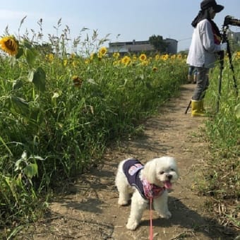 7月２６日　ナナがオリンピックに参加❓と夏花メモリー🌻