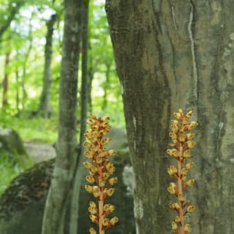 花の端境期の水林自然林には菌従属栄養植物などが（2025.6.8）#2 そして四季の里バラ園に