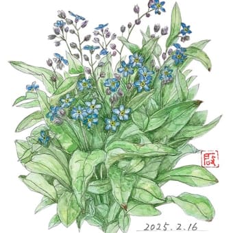 ヨウシュヤマゴボウ（洋種山牛蒡） - 花の絵いっぱい描きたい