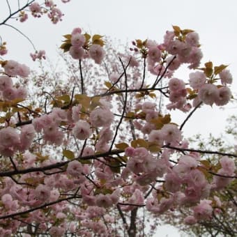 柏原市　竜田古道の里山公園の桜