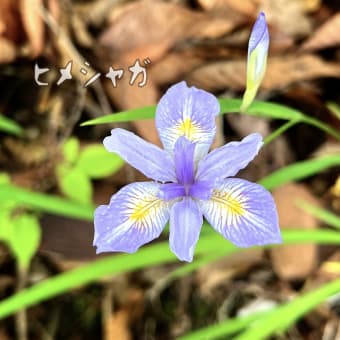 ヒメシャガ