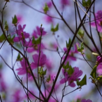 リンク　できないけれど　夢のあと