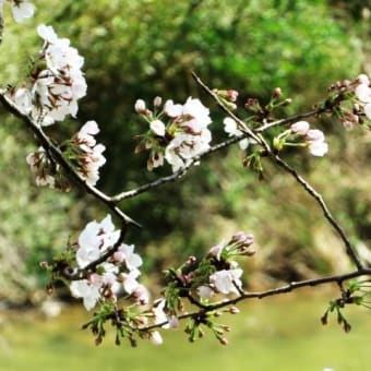 2024年桜①＆今年も花見が出来て良かったニャ～ン(=^・^=)(=^・・^=)