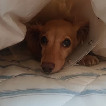 調子が戻ってきたかな？