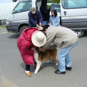 愛犬〝モモ”　死す