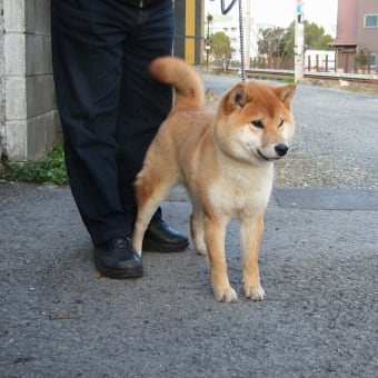 平成２４年柴犬子犬情報２