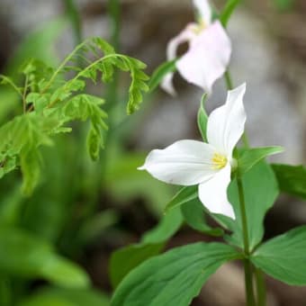湯沢高原・アルプの里を歩く