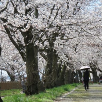 今日もお花見日和でした