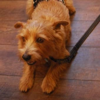＠Dog Cafe