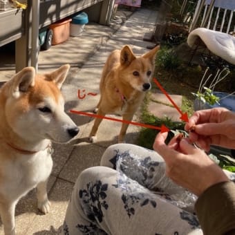 里子の「イチロー君」からのマコへ