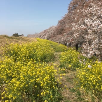 熊谷桜堤（ポスター風味）