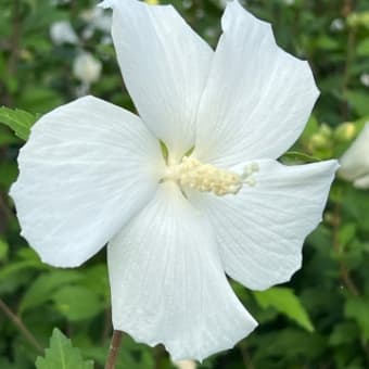 ネギ定植で過負荷