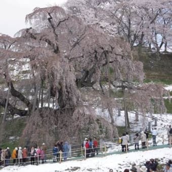 三春の滝桜