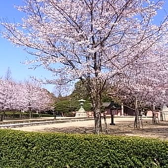桜満開 ・本番には魔物がいる