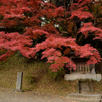 見頃を迎えた奥久慈大子の紅葉最前線。