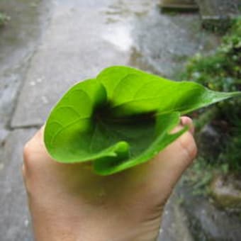 あさがお鉄砲　・　木魚