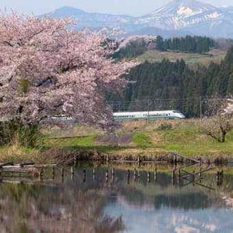 花を惜しむ