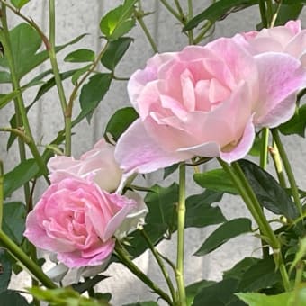 5月27日