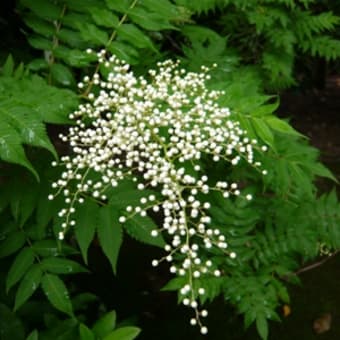 2011年6月19日(日)　法金剛院