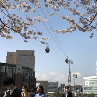 先週の一人花見です