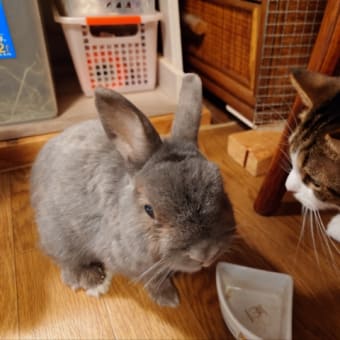 ブログのお引越し
