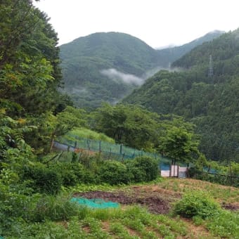 令和7年6月25日・今朝の東祖谷