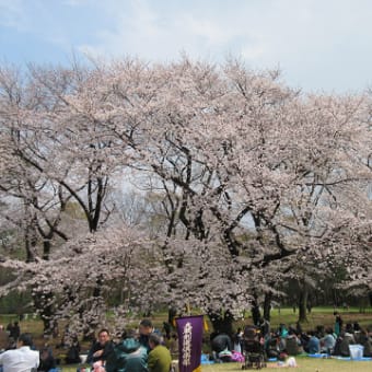 砧の桜は、御歳90歳？！