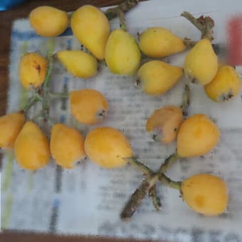 少量生産の枇杷