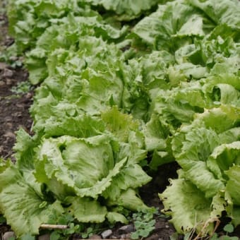 オーガニック野菜　白菜の花