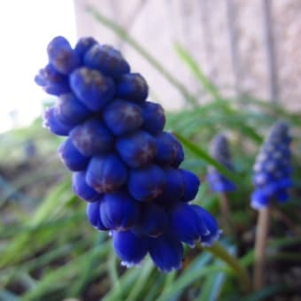 ムスカリの花が満開です💠