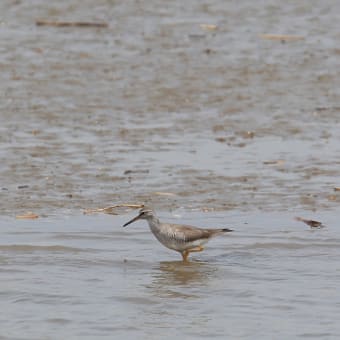 過去の鳥見2011年5月15日　キアシシギ