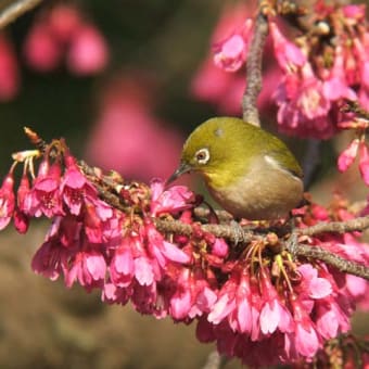 近くの小公園で撮影実習しました。