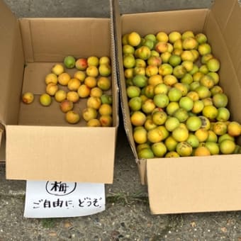 梅は人気者