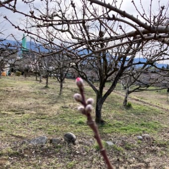 桃の蕾が少し膨らんできた