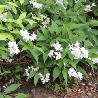 やさしい声をかけられた植物は良く育つか？