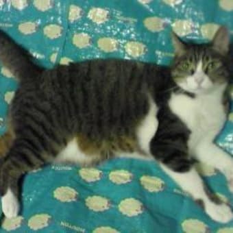 猫の飼い方について考えます