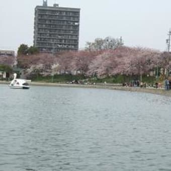 天王川公園でプチ花見