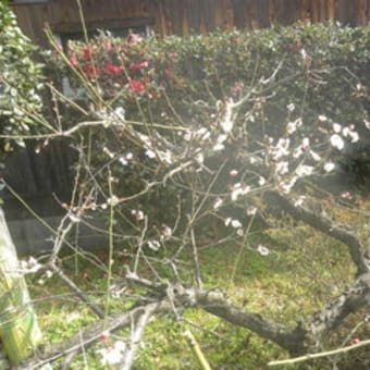 寒波で梅の開花ストップ