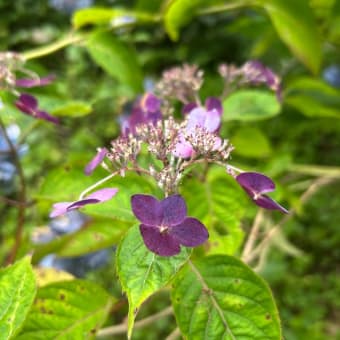 高知　星ヶ丘公園の睡蓮と紫陽花