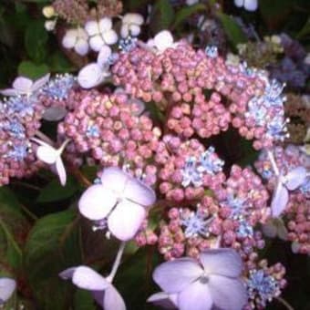 紫陽花の季節になりましたナァ！！！中国地方も梅雨入りの報道が発令されました！