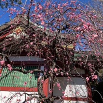 観梅記録