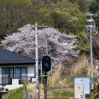 出遅れたが