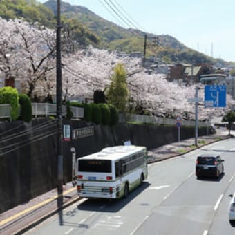 呉市内の桜