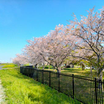 盛りを過ぎたけど桜を見に