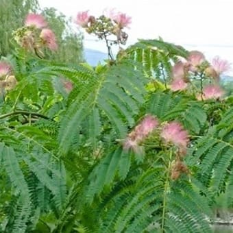 夏の風景2024 来年こそは早めにねむの木の事を思い出す！