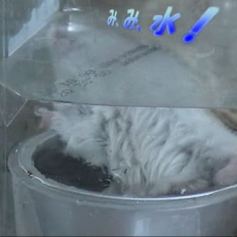 「ずぶぬれた」って？