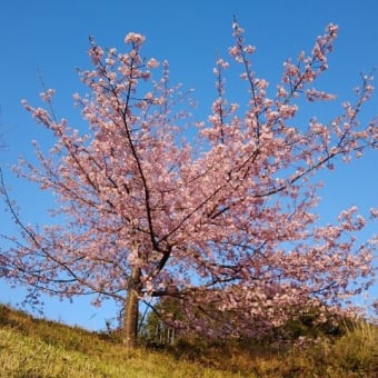 河津桜