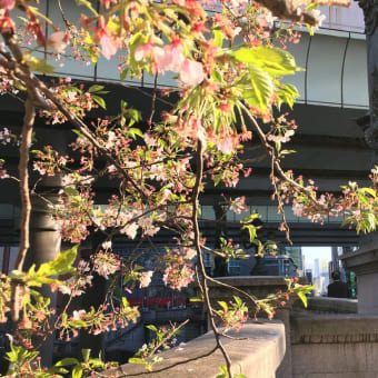 桜巡り帳7頁目：日本橋